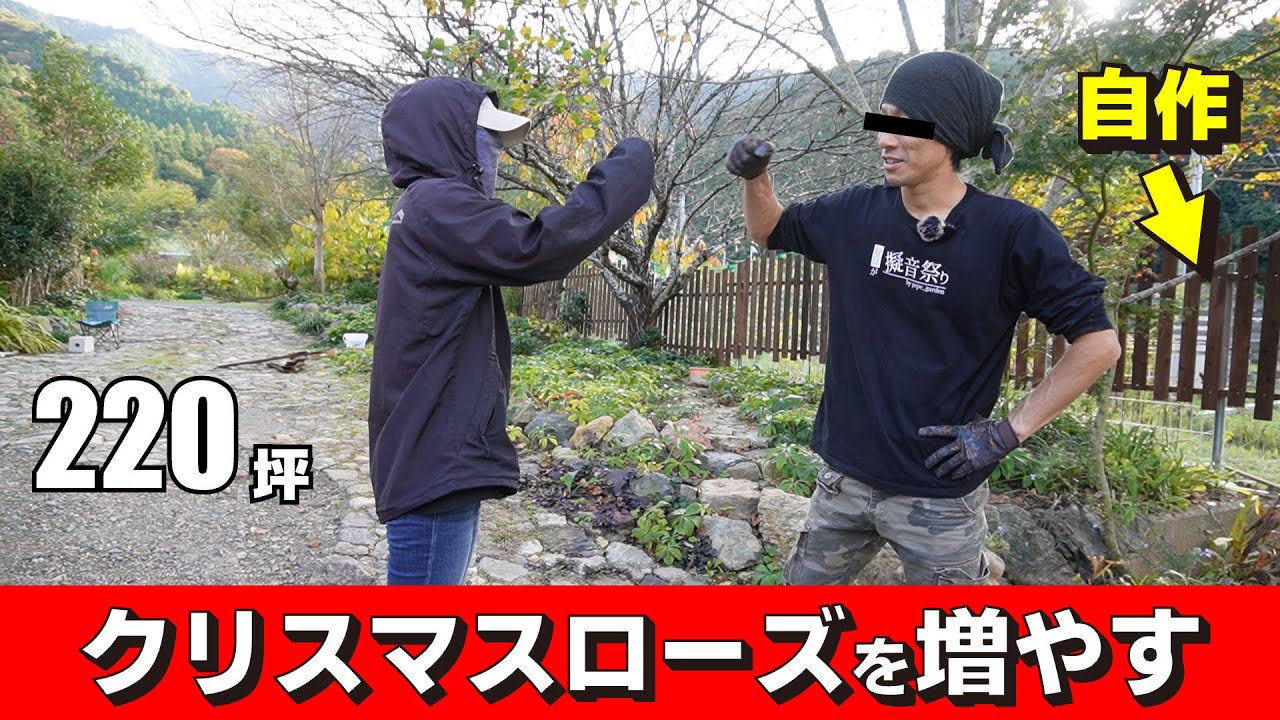 【お庭大改造計画】終わる。フェンスがようやく終わった。でもクリスマスローズが始まるよ！