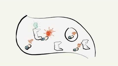 Studying Drug:Target interactions with BRET