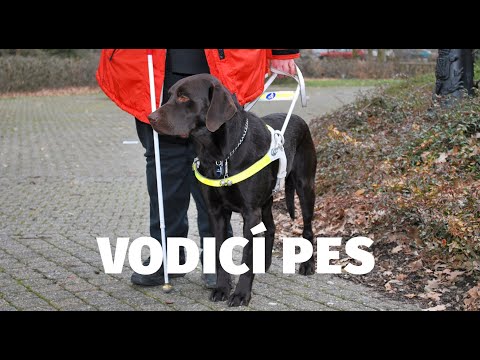 Video: Kontrolní Seznam Etikety Vašeho Psa Pro Psy V Práci