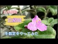 多肉植物❛白絹姫❜の冬剪定をやってみた