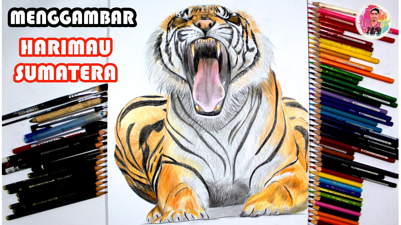 Menggambar HARIMAU SUMATERA dengan pensil warna faber 