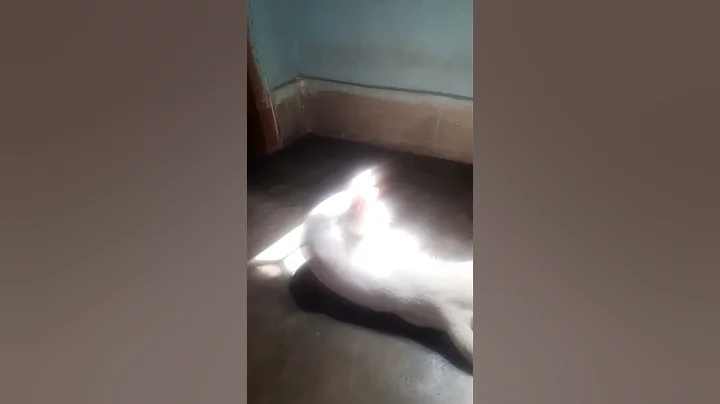 Watch the video about Chocolate Lover Cat 🐈 Taking Sun Bath #shorts