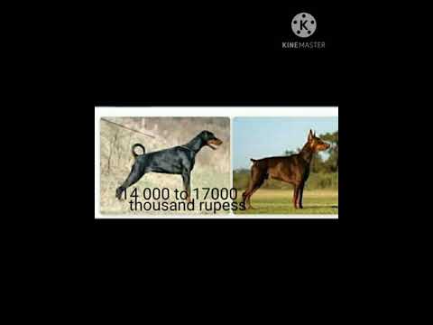 Video: Topp 10 mest dyra hundraser i Indien