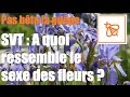 A quoi ressemble le sexe des fleurs 