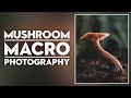 Mushroom Macro Photography with my Canon 5D Mark 3