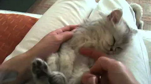 Watch the video about Beau, Silver shaded chinchilla persian kitten napping!