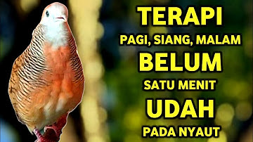 Perkutut Betina Memanggil Jantan Suara PALING BERHASIL Memancing Perkutut Jantan Langsung Manggung