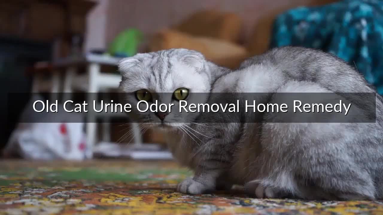 Old Cat Urine Odor Removal Home Remedy