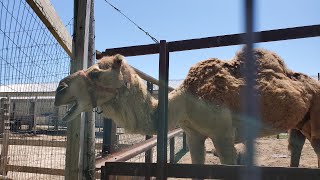 What a Bunch of Animals!  The Zoo at Jo-Don Farms by MSM Adventures 255 views 4 years ago 19 minutes