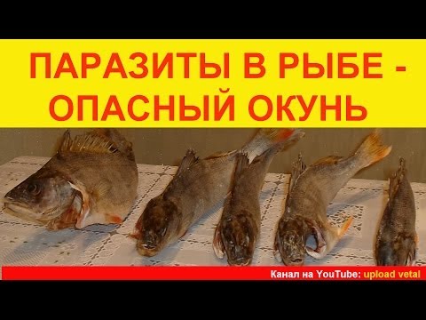 Паразиты В Рыбе - Опасный Окунь