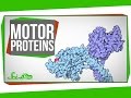Motor Proteins: Tiny Pirates in Your Cells