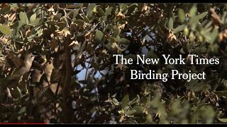 New York Times Birding Project: Climate Change Outside Your Window