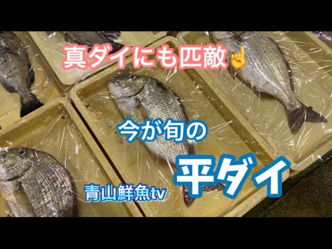 平ダイ ヘダイ 魚の捌き方 真ダイにも匹敵 今が旬の平ダイを捌いてお刺身にします Youtube