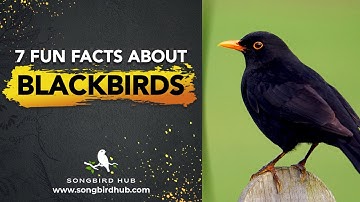 7 Fun Facts About Blackbirds!