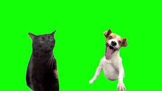Black Cat Zoning Out And Dog Laughing Meme (Green Screen)