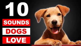 Top 10 Sounds Dogs Love To Hear The Most {GUARANTEED}