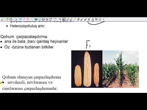 Seleksiyanın metodları .Korpaçenko  məsələ izahı. Biologiya dərsləri