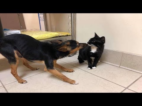little-dog-watched-over-his-kitten-until-they-were-rescued