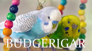 Budgerigar  Relaxing and Calming Sounds of Budgies