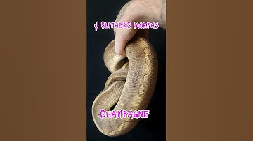 Champagne Ball python