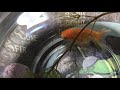ミックス金魚
