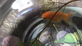 ミックス金魚