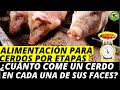 ALIMENTACIÓN Para CERDOS Por Etapas🐷¿Cuánto Come Un Cerdo En Cada Una De Sus Faces?