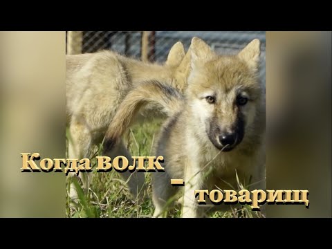 "Когда волк - товарищ"