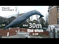 シロナガスクジラ 実物大 30m @ 上野国立科学博物館(iPhone SE2+ジンバル撮影)Full size Blue whale
