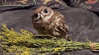 5 minutes of silence when there are Little owls at home