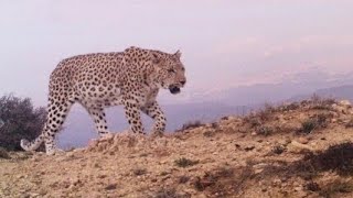 İran Anadolu , Batı Asya , Kafkas Leoparları.