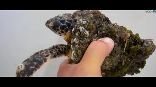 Rescuing A Sea Turtle Removing Barnacles From Its Shell - Josesea