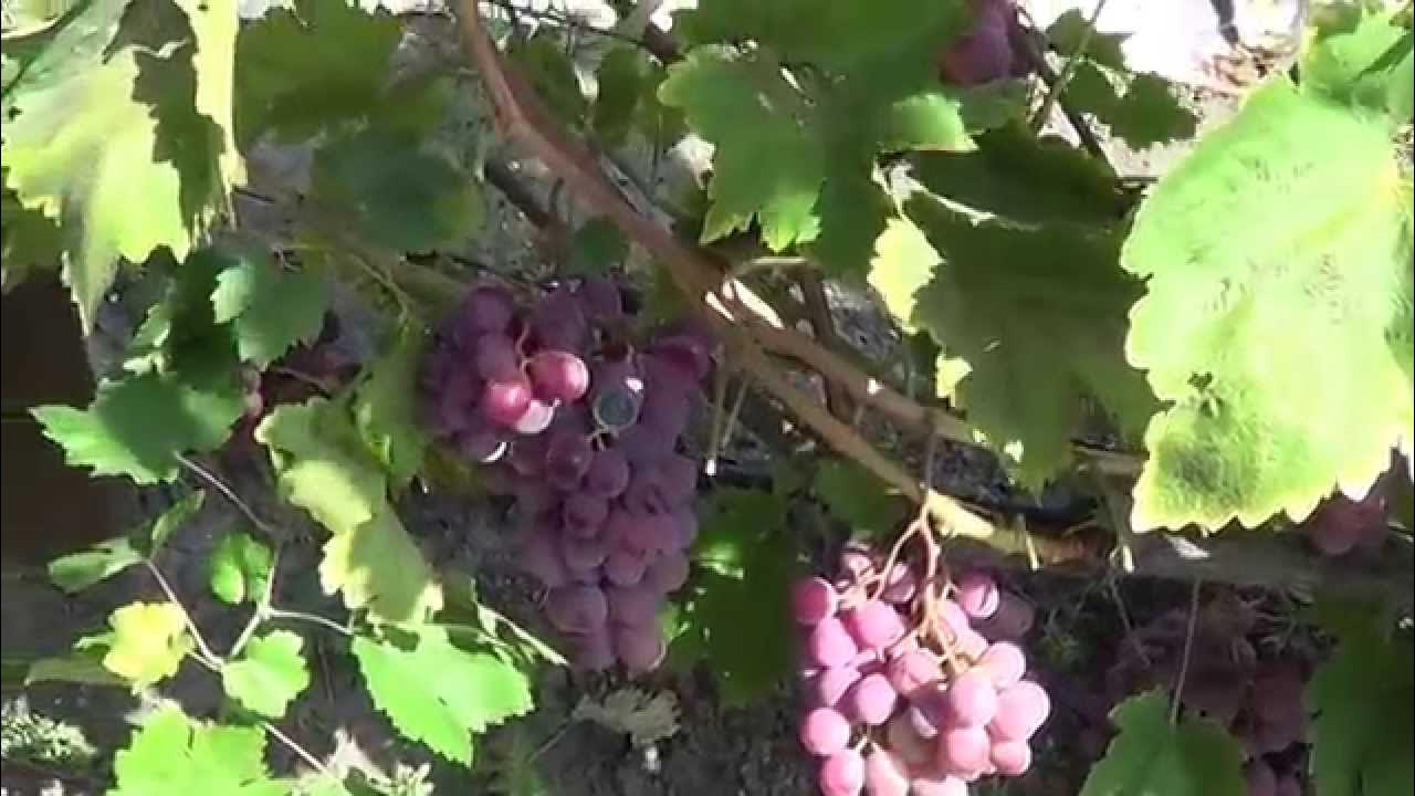 Сорт винограда Красная Роза - YouTube
