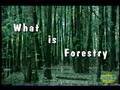 What is forestry 1991