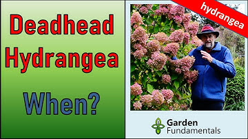 When to Deadhead Hydrangea 🌸🌻🌺 For Maximum Bloom