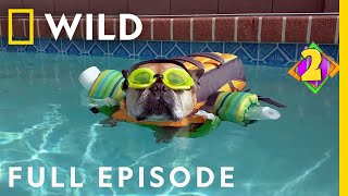 Rat Ate My Homework: America's Funniest Home Videos (Full Episode) | Nat Geo Wild