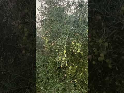 القيسي من اصناف الزيتون ثنائي الغرض