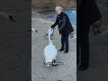 Meet “Mother Swan,” the woman who helped save a species | #shorts #swan