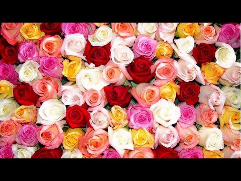 MARINA Ancient Dreams In A Modern Land Slowed One Hour