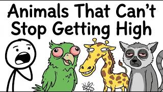 Top 10 Animals That Loved Being High