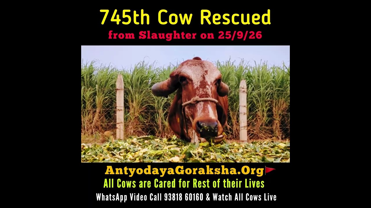 [25 Sept 2026] 745th Cow Saved 🥳