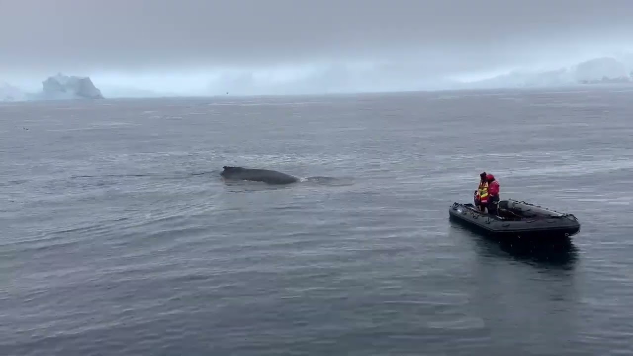 Humpback Whales at Patagonia bay Antartica 