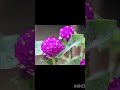"कुदरत की मुस्कान 🌸"#मेरा_बगीचा #फूलों_की_खुशबू #NatureLover #MyLittleGarden #BloomingMood 🌸