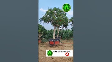 Cây Lựu Cổ Khiến Vạn Người Mê | Nhà Vườn Vũ Tiến#shorts