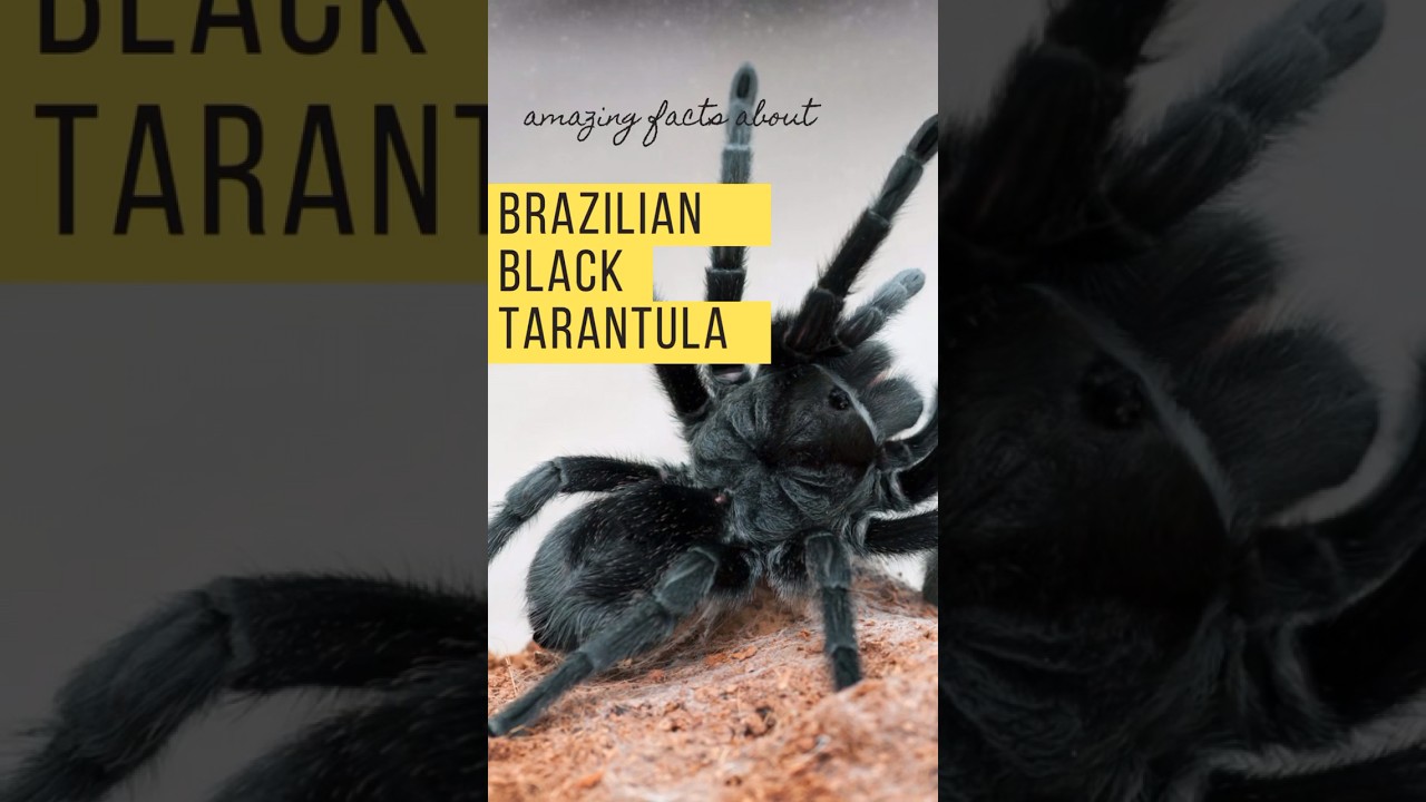 "7 Inches of Mystery?! 🕷🕸 