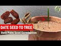 Date Seed Germination | How to Grow Date Palm tree from Seed | Date Palm plant time lapse