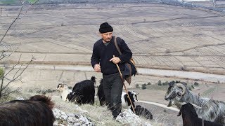 Goat herders in Anatolia  Documentary