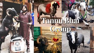 Episode-9 | Documentary on Tannu Bhai The oldest Shokheen of Bakrebaaz