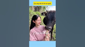 cái nết của cục cưng nhà tôi # vui cùng cún cưng