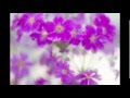 ふりむかないで シモンズ 【cover】